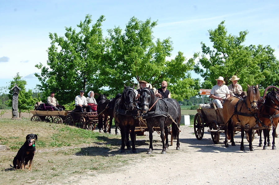 Panevėžio rajoną aplankys tradiciniai žemaitukų kinkiniai