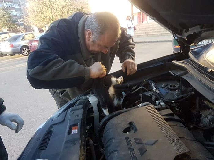 Panevėžio regiono aplinkos apsaugos departamento pareigūnai gelbėjo po automobilio variklio dangčiu įstrigusį katiną.