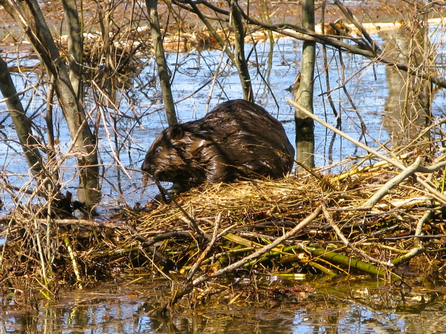 Bebras (R.Gečas)
